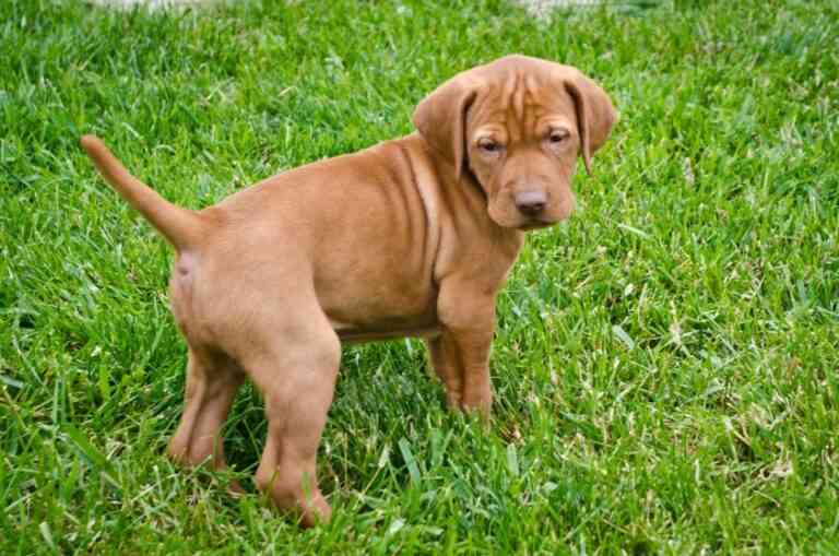 Το κουτάβι που ταξίδεψε 4.000 χιλιόμετρα μακριά από το σπίτι του