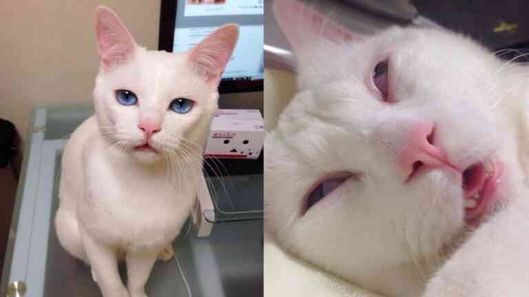 Πανέμορφη γάτα γίνεται η πιο… άσχημη κοιμωμένη!