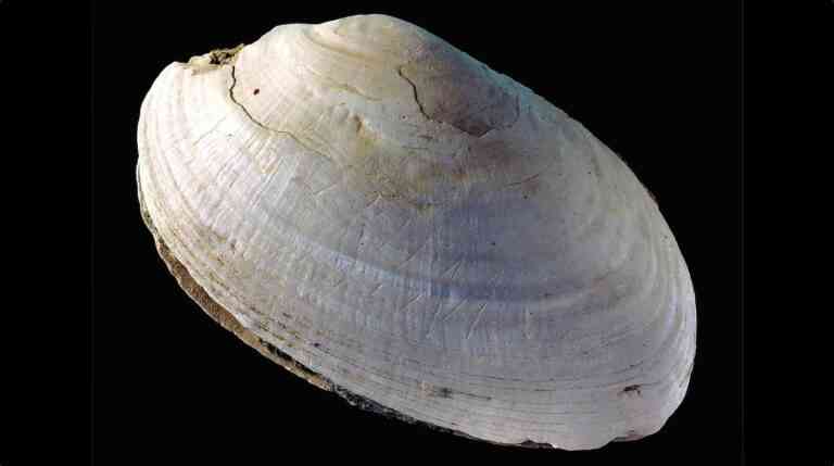 Μια γραμμή σε ένα κοχύλι: Σχέδιο του Homo erectus πριν 500.000 έτη
