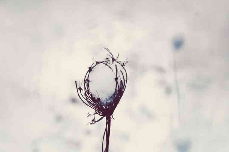 Η μαγεία του χειμώνα παγιδευμένη σε ένα δάσος