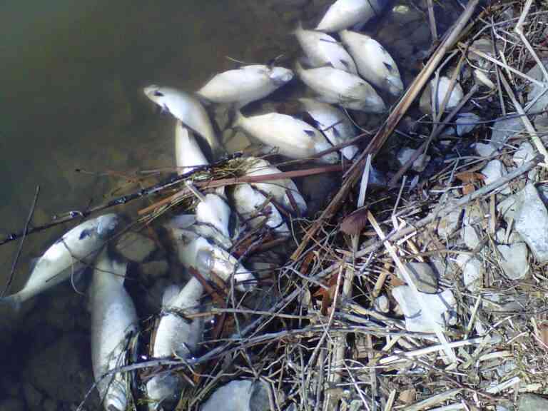 Γεμάτος με νεκρά ψάρια ο Θερμαϊκός