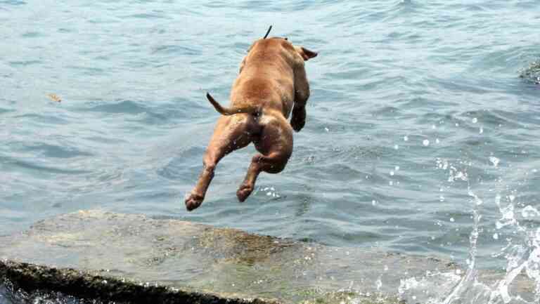 Σκύλος βουτά ηρωικά για να σώσει τον ιδιοκτήτη του από πνιγμό!