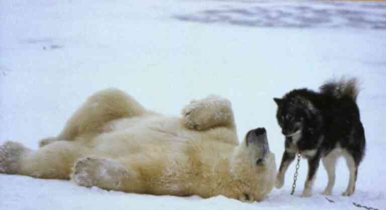 Ένα χάσκι και μία πολική αρκούδα φίλοι για πάντα