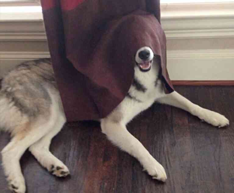 Σκύλοι παίζουν κρυφτό με (μάλλον) αποτυχημένα αποτελέσματα!