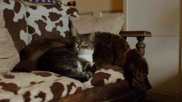 Γάτα καθοδηγεί τυφλό σκύλο (vid)