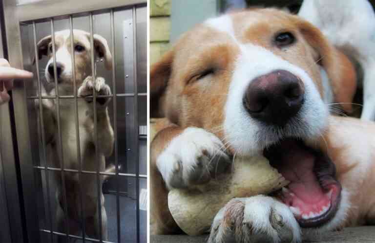 Η αγάπη μεταμορφώνει: 10 σκύλοι πριν και μετά την υιοθεσία