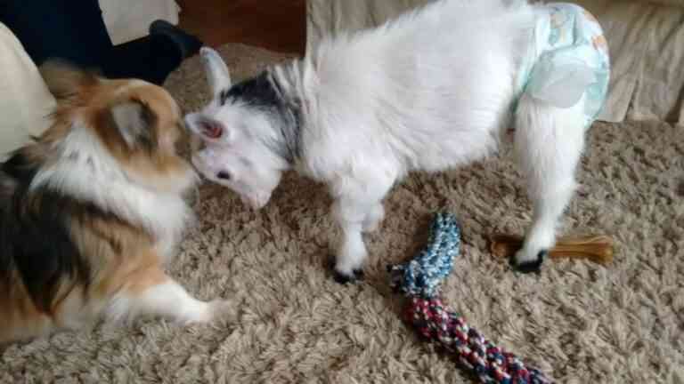 Κατσικάκι πιστεύει πραγματικά ότι είναι σκύλος! (video)