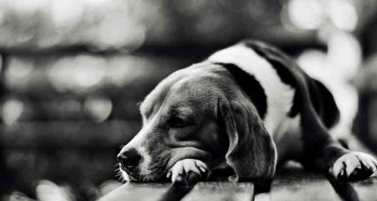 11 λόγοι για να υιοθετήσετε ένα αδέσποτο