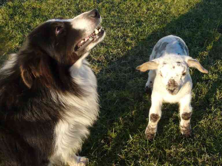 Κρίση ταυτότητας: Αρνί νομίζει ότι είναι σκύλος (video)