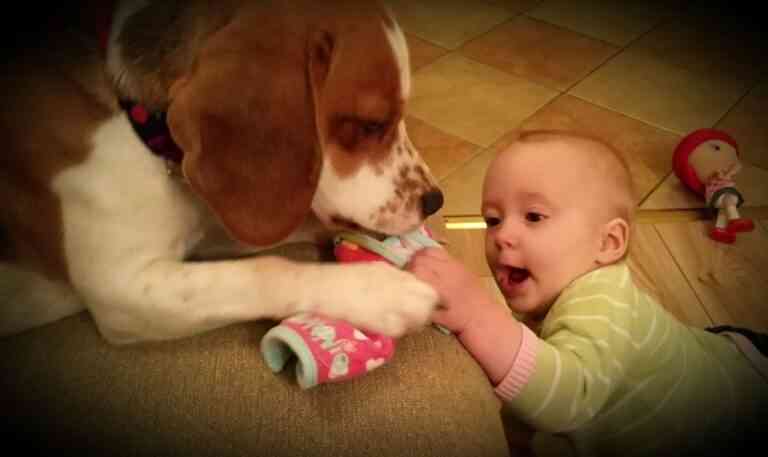 Σκύλος… μπέιμπι σίτερ! (video)