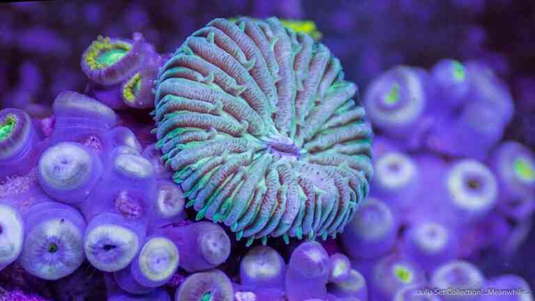 Η πανέμορφη υποβρύχια ζωή (video)