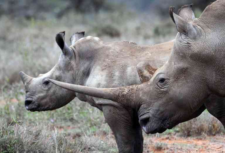 Η τράπεζα των “ειδών”