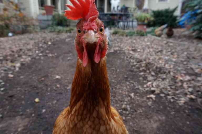 Πόσα ζώα θα σκοτώσεις μέχρι να πεθάνεις;