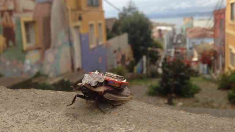 Τηλεκατευθυνόμενες ζωντανές κατσαρίδες δημιούργησαν επιστήμονες μηχανικοί