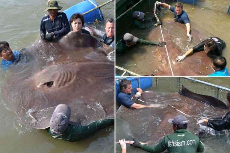 Σαλάχι σε μέγεθος… αυτοκινήτου ψαρεύτηκε στην Ταϊλάνδη