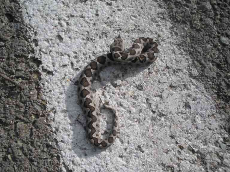 Ωραιόκαστρο: Οχιά εμφανίστηκε δίπλα σε νηπιαγωγείο