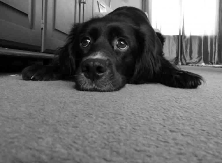 Διδακτικό βίντεο για την εγκατάλειψη των σκύλων