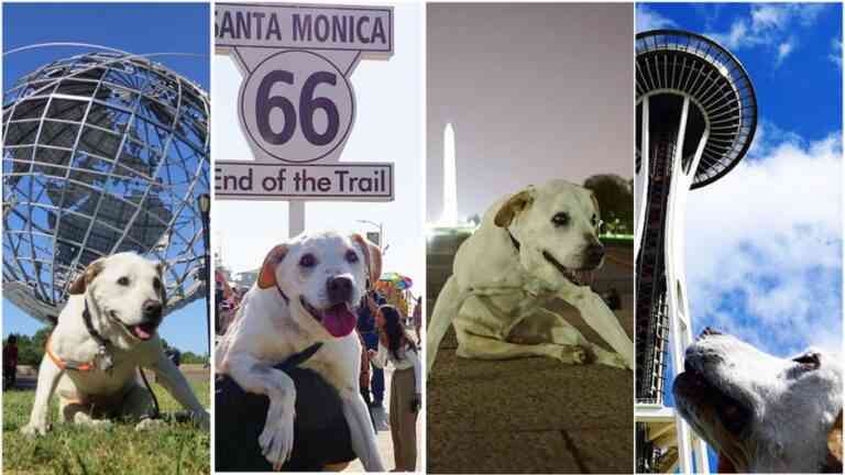 Συγκινητικό ταξίδι με τον ετοιμοθάνατο σκύλο του