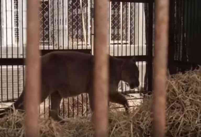 H συγκινητική στιγμή που λιοντάρι απελευθερώνεται μετά από 20 χρόνια!