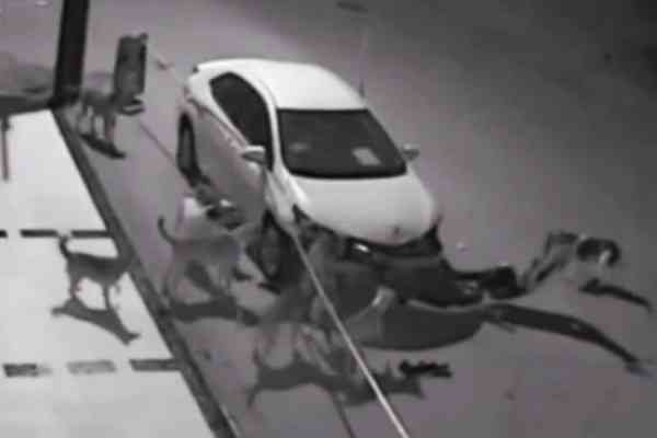 Αδέσποτοι σκύλοι «έφαγαν» ένα Toyota Corolla (video)