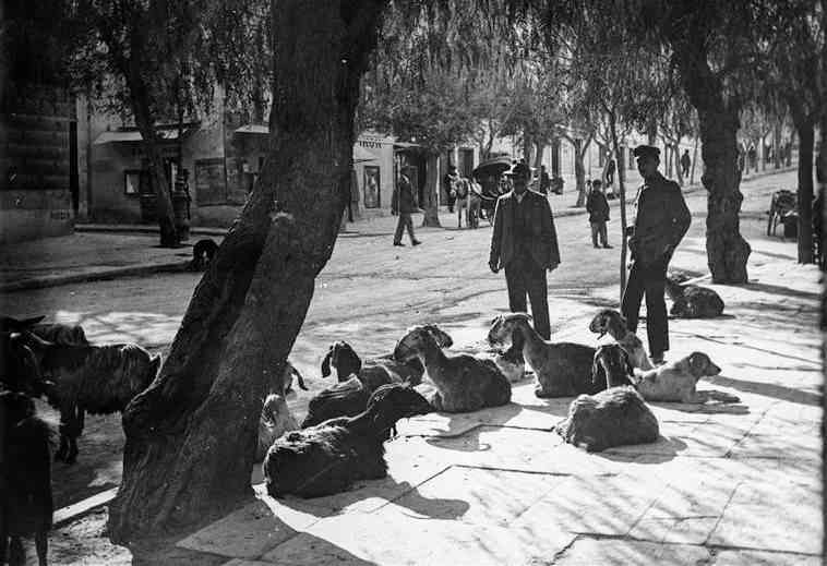 Όταν στην Ακαδημίας «έβοσκαν» κατσίκες!