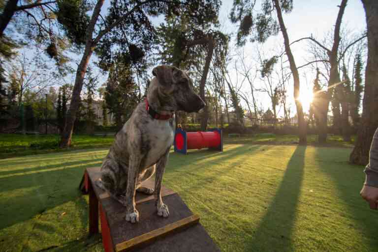 Δύο νέα σύγχρονα dog parks στην Αθήνα