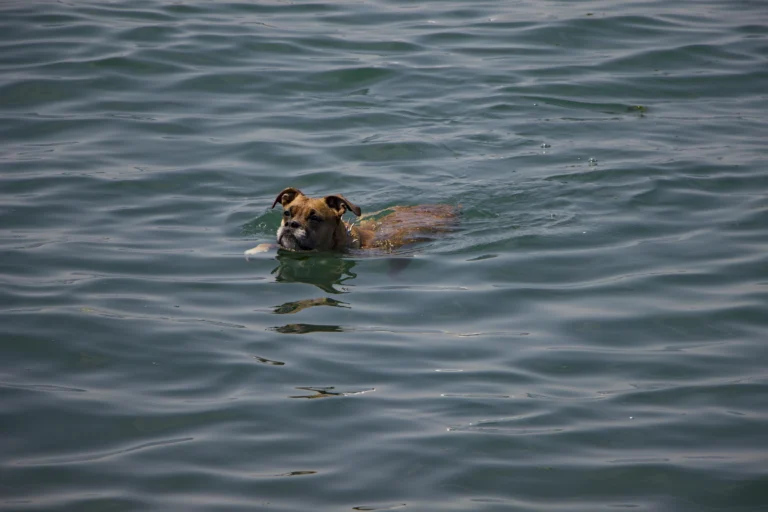 Πώς θα προστατεύσετε το κατοικίδιό σας από τον καύσωνα