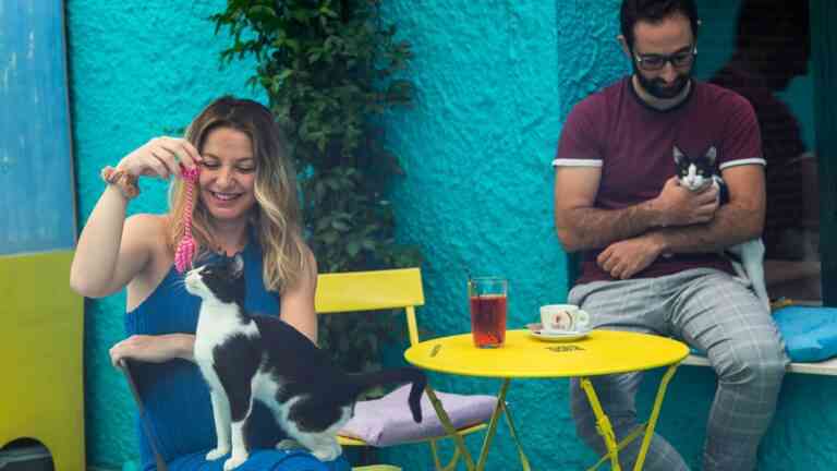 Το πρώτο cat cafe στην Αθήνα
