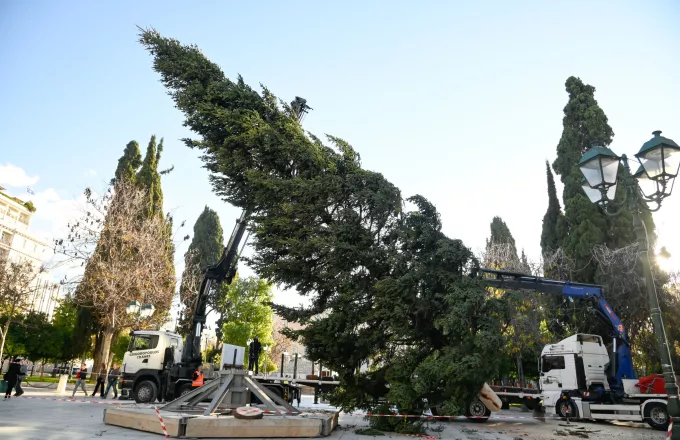 Στήθηκε το χριστουγεννιάτικο δέντρο ύψους 17 μέτρων στην πλατεία Συντάγματος