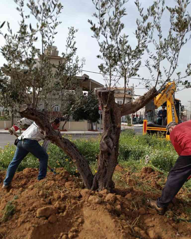 Τέσσερις αιωνόβιες ελιές βρήκαν το νέο τους σπίτι (ΦΩΤΟ)