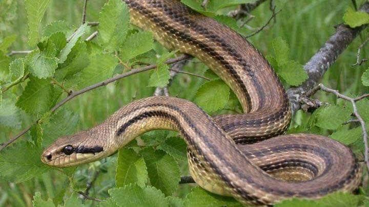 Φίδι «έκοβε» βόλτες στο Κολωνάκι
