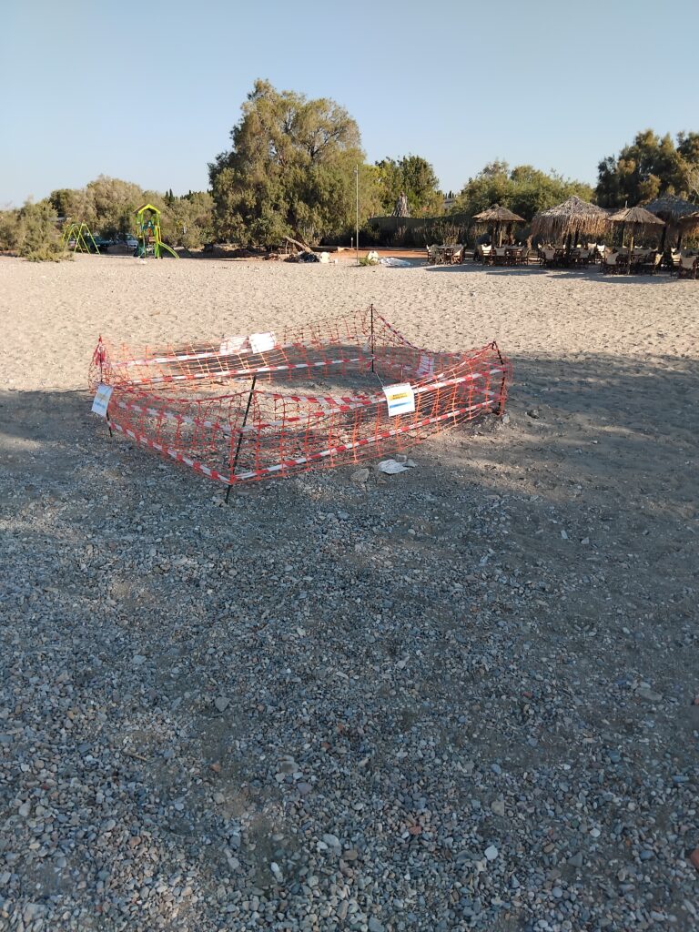 Εντοπίστηκε φωλιά θαλάσσιας χελώνας στην παραλία Αγ. Νικολάου στο Λαγονήσι